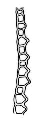 Fissidens taxifolius, leaf cross-section, vaginant lamina. Drawn from J.E. Beever 66, CHR 462136.
 Image: R.C. Wagstaff © Landcare Research 2014 